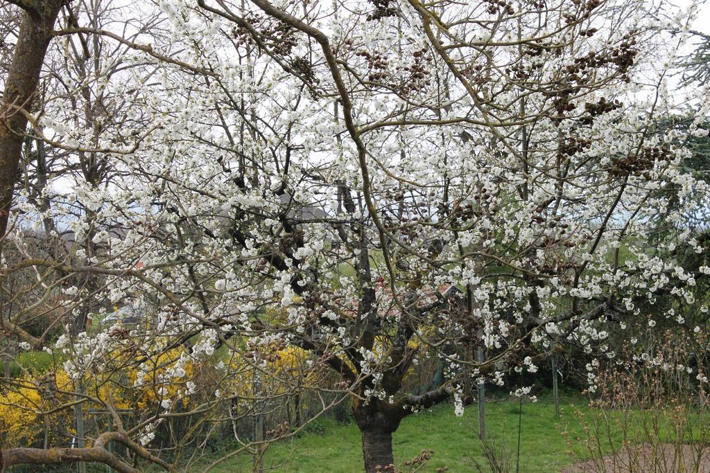 Aux Berges De La Thur Staffelfelden Εξωτερικό φωτογραφία